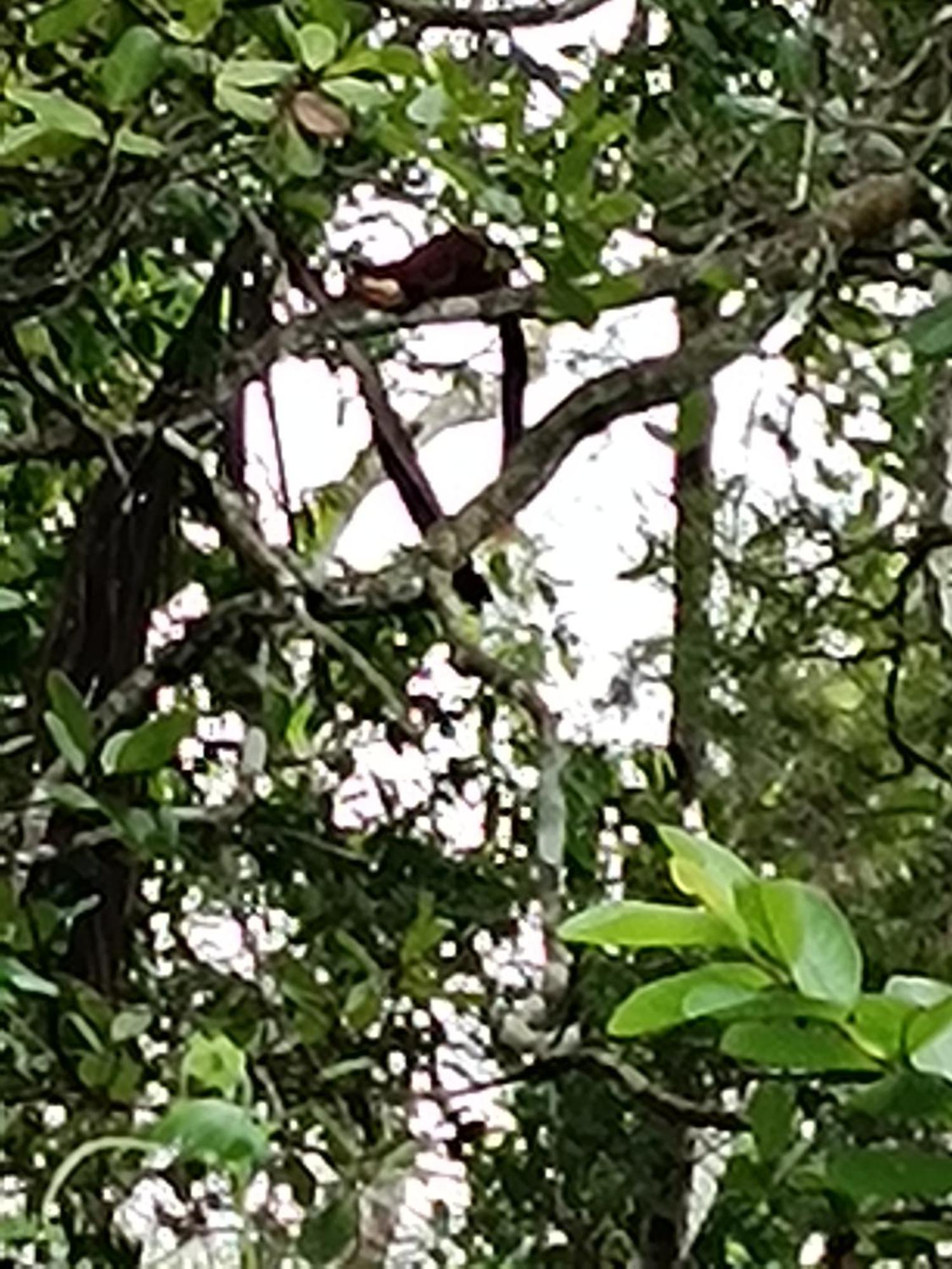 Kalidasa Tree House And Villa, Wayanad Chegat ภายนอก รูปภาพ