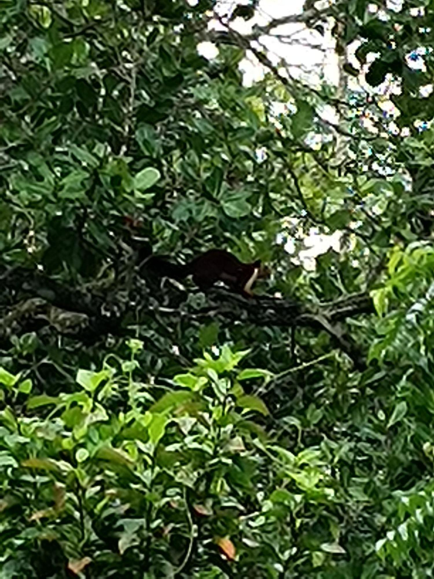 Kalidasa Tree House And Villa, Wayanad Chegat ภายนอก รูปภาพ