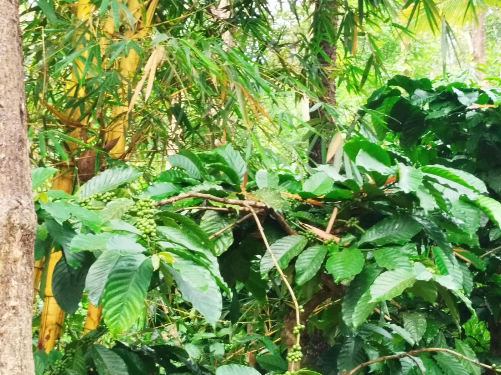 Kalidasa Tree House And Villa, Wayanad Chegat ภายนอก รูปภาพ